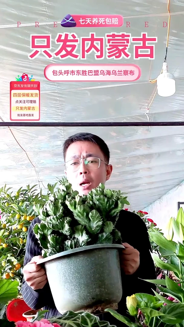 完全开放大颗麒麟