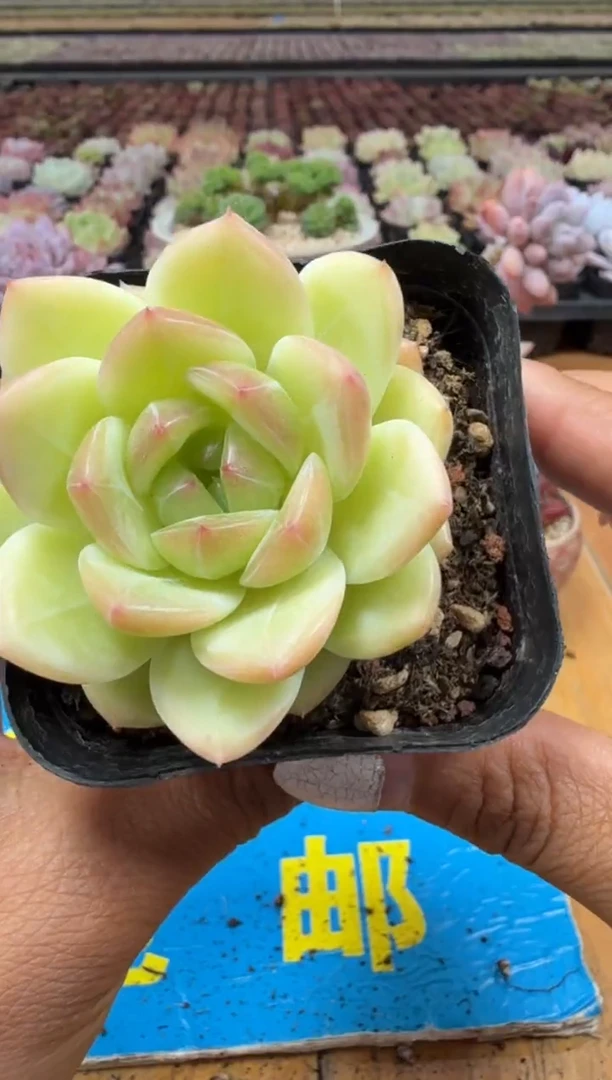 东云多肉园二店-121