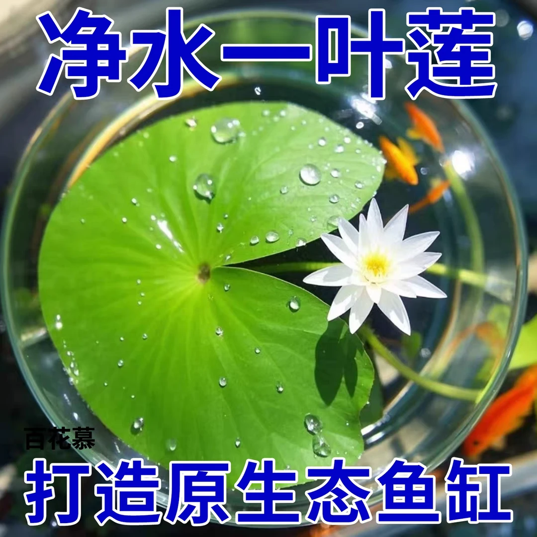 一叶莲浮萍水草水面水生水培植物造景净化水质养鱼缸易养活水芙蓉