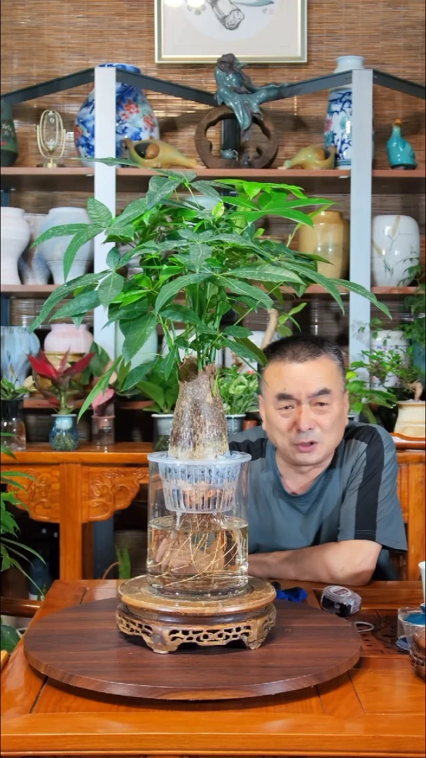 无花朵@****?水之韵水培植物发财树