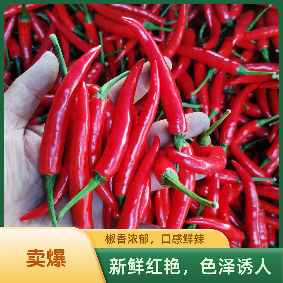 新鲜红小米辣椒特级爆辣农家自种现采现摘辣椒火锅调味料