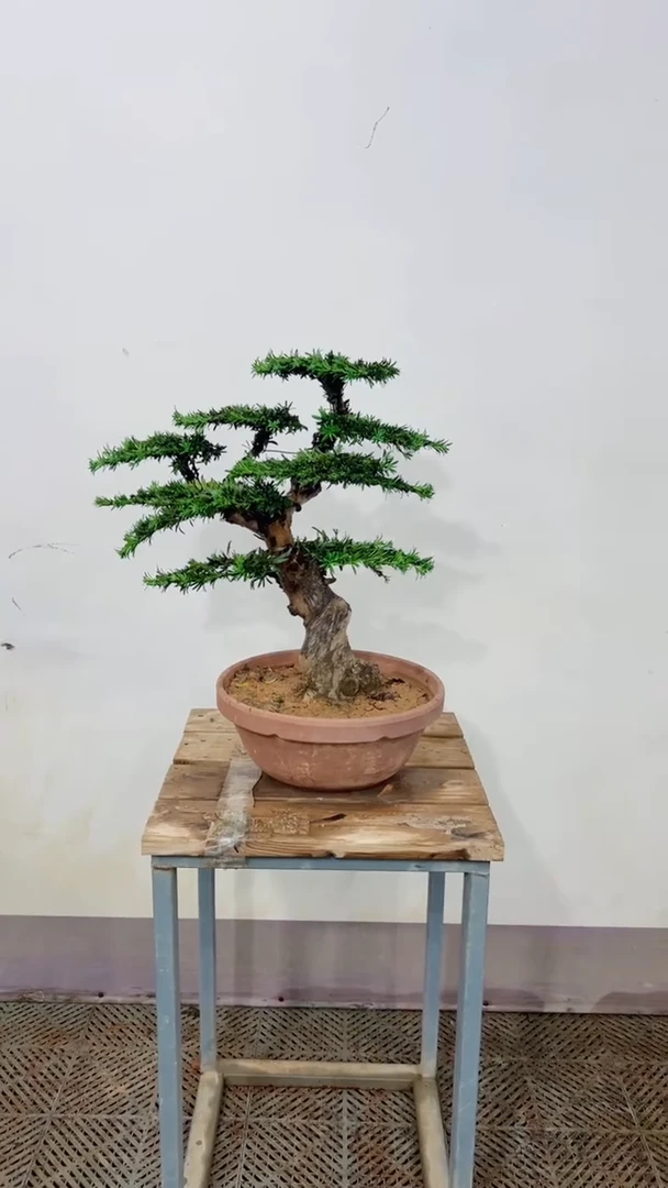 无花朵L**W造型盆景一物一拍