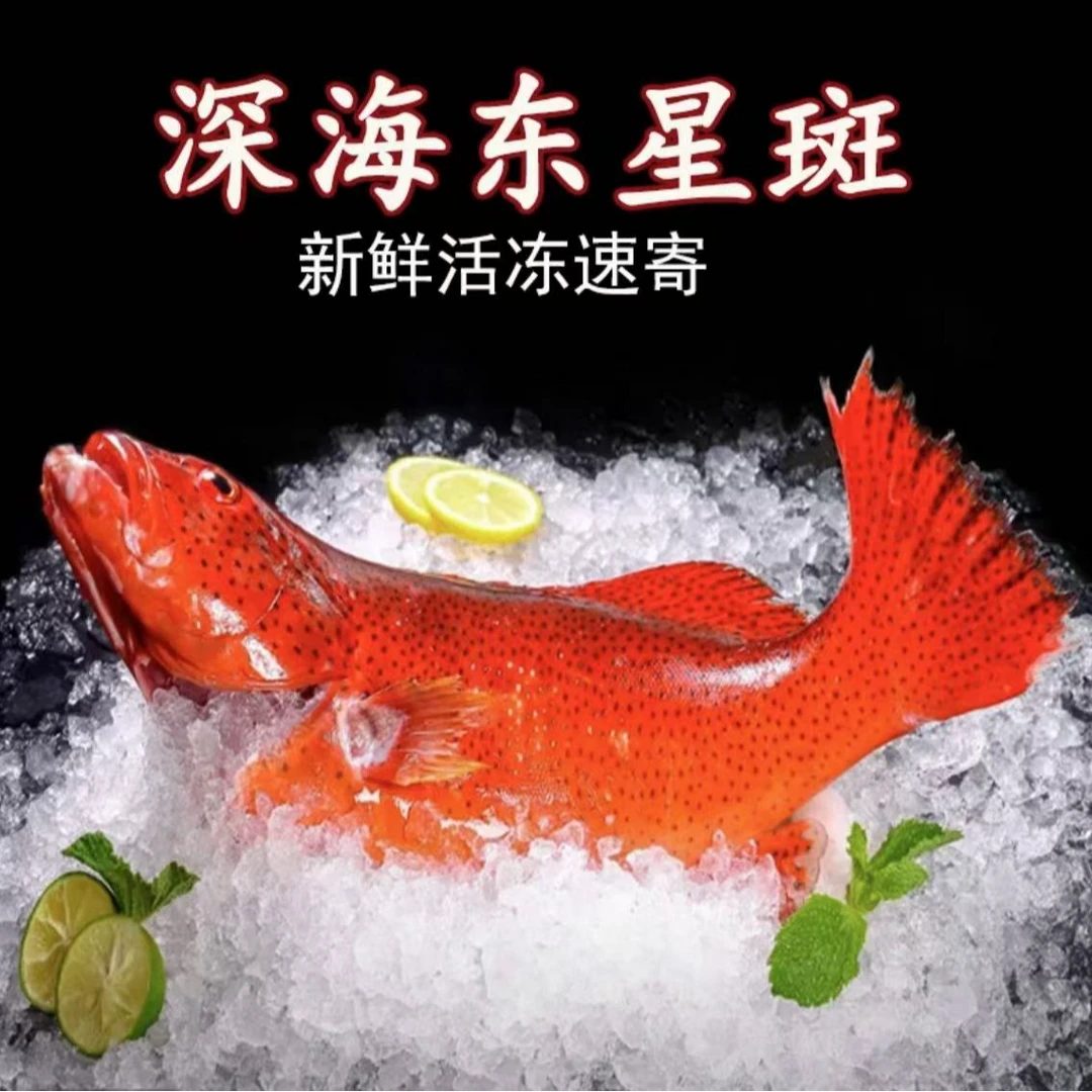 [朱有鱼]深海野生名贵丑鱼随机发5条鱼顺丰包邮