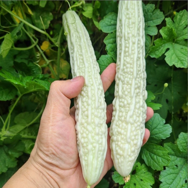 （ 顺丰包邮 泡沫箱加冰）老品种白苦瓜长苦瓜煲汤灌肉苦瓜农村苦瓜