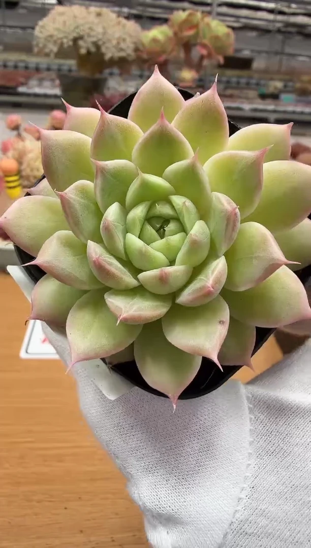 东云多肉园二店-169