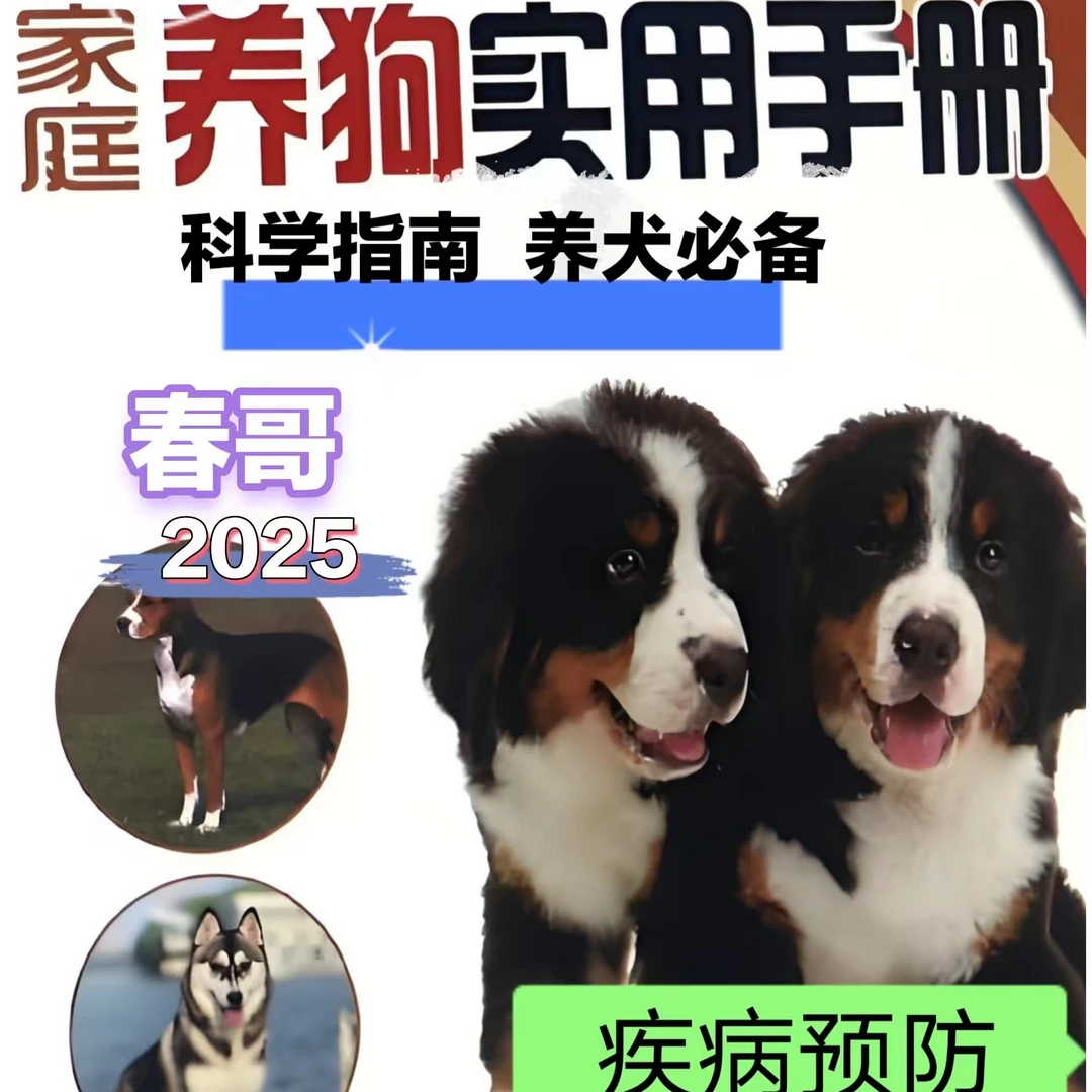 春哥教你选狗挑狗喂养