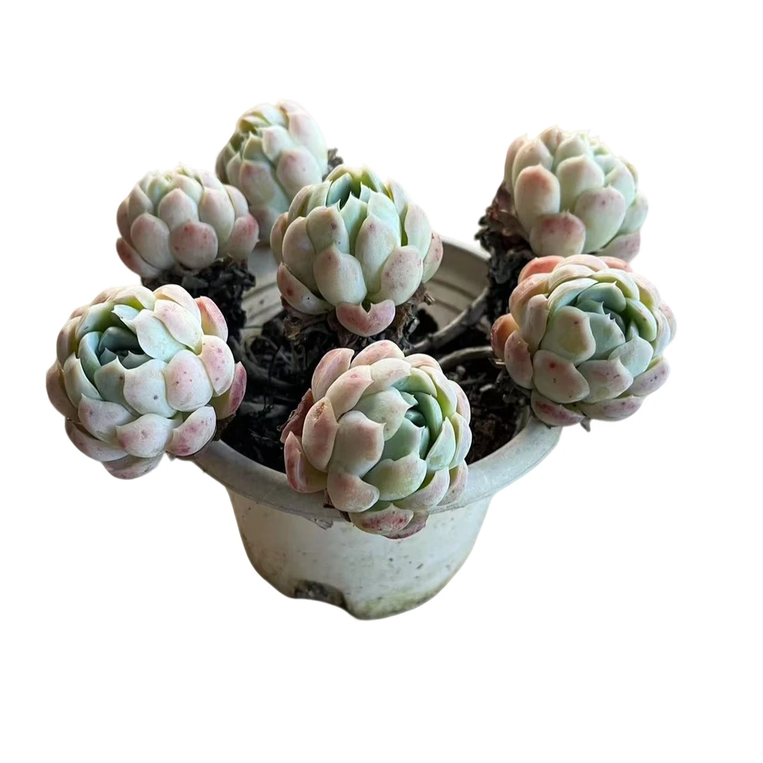 香水贝瑞多肉植物精选发货种植售后基地优选自产自销