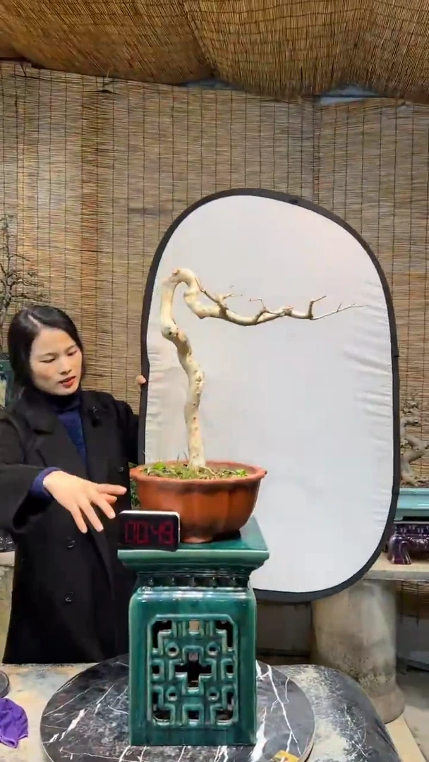 【闪购商品】巴西红果