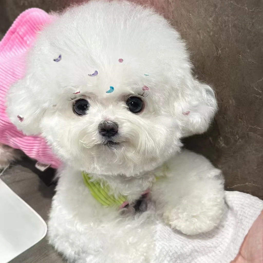 小型犬比熊宠物                         衣服  TT