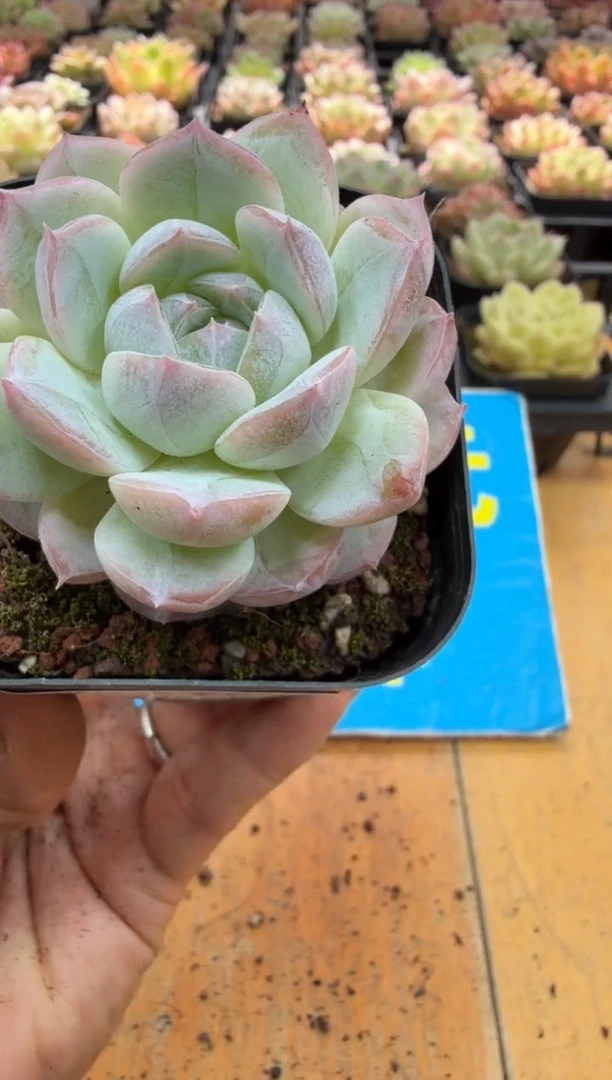 东云多肉园二店-73