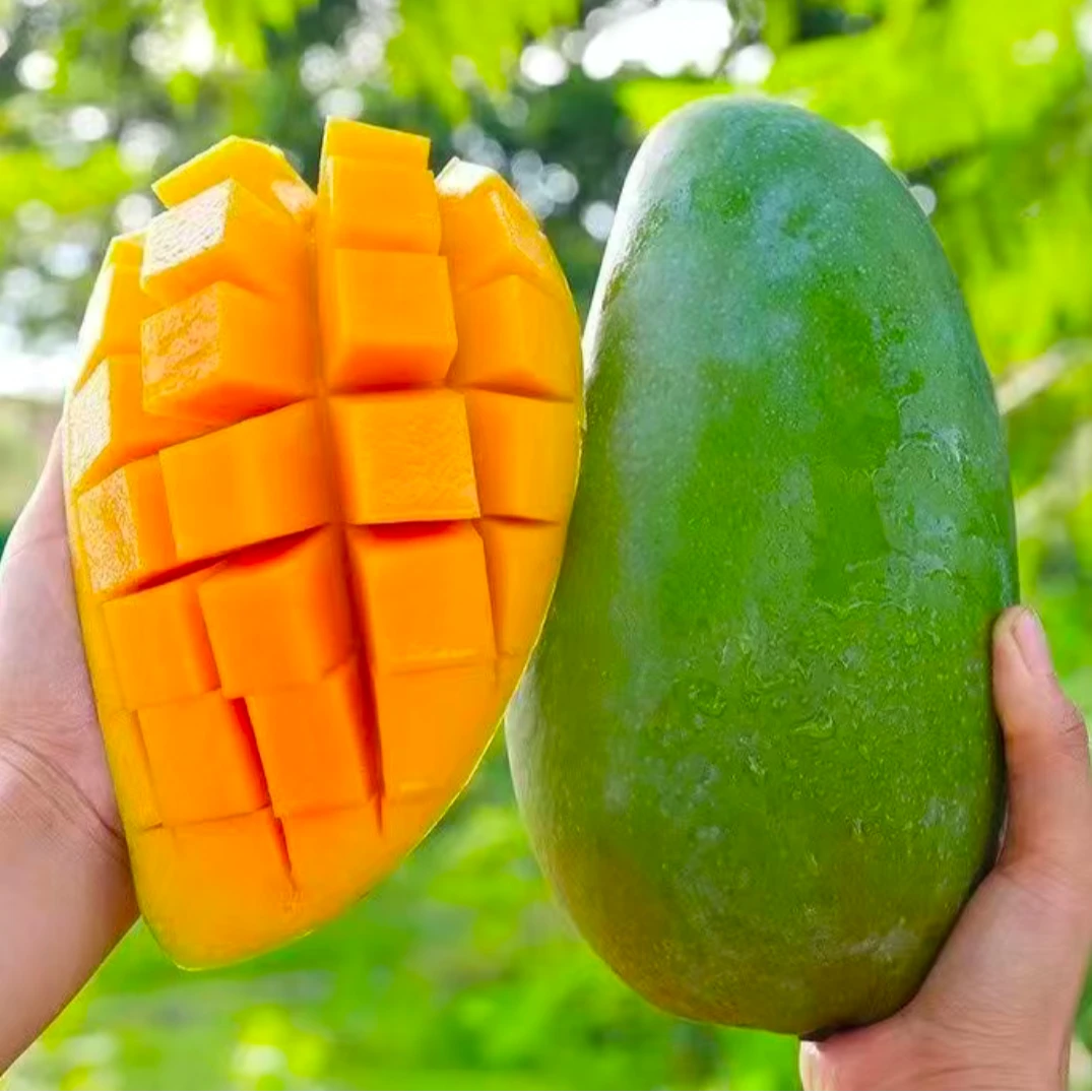 【生熟两吃】云南青皮金煌芒正宗新鲜爆甜精品特大果新鲜孕妇水果