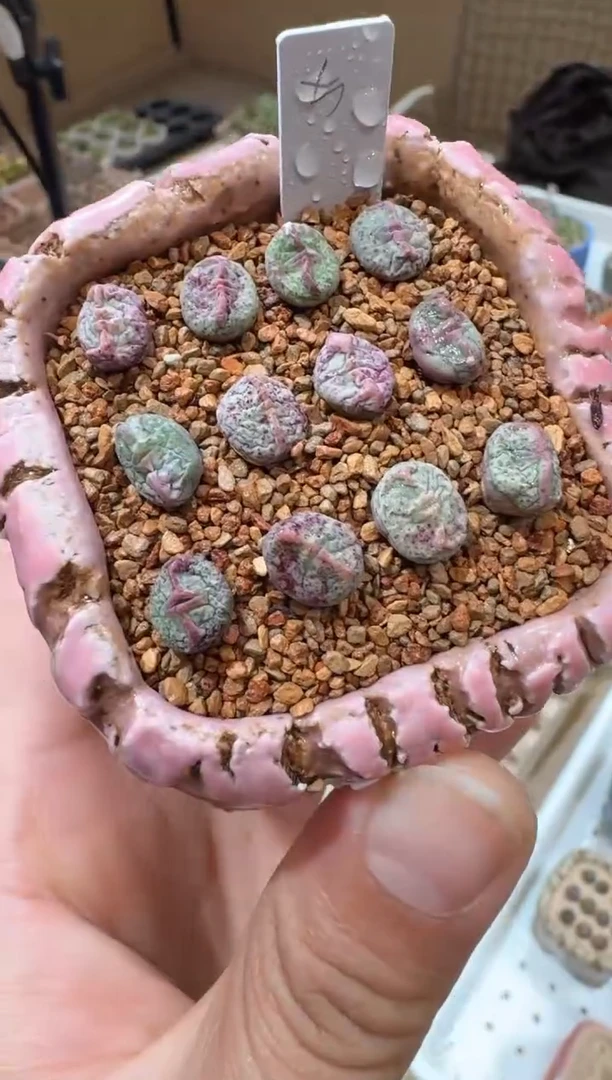 5多肉植物肉锥饺子一颗