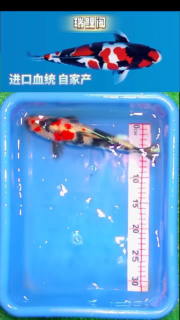 锦鲤瑞鲤阁精选--36