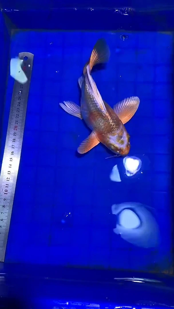 蝴蝶鲤鱼蝴蝶鲤直播选鱼专用链接 凭开箱视频售后