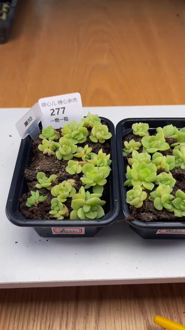277 谪仙切糕多肉植物