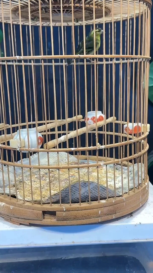 虎皮鹦鹉46号黄巧养笼0元起拍