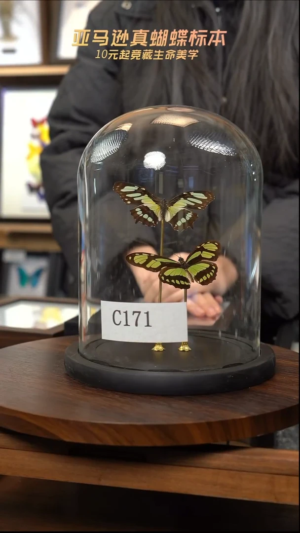 蝴蝶标本摆件竞拍c171