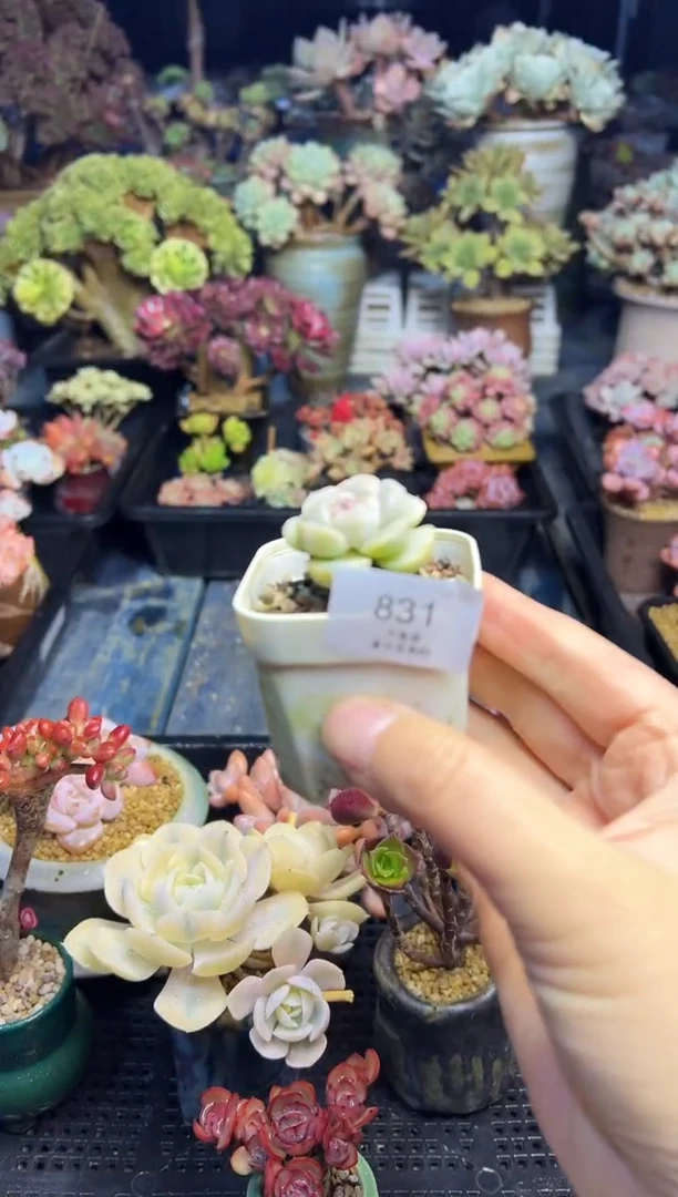 涵**媛831           不带盆