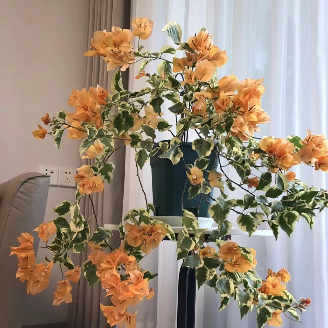 【花叶黎明三角州】三角梅四季勤花室外走廊四季开花好养绿植不带花