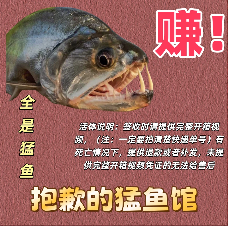 二十号猛鱼盲盒 福利！猛鱼（提供完整开箱视频及单号，包损）