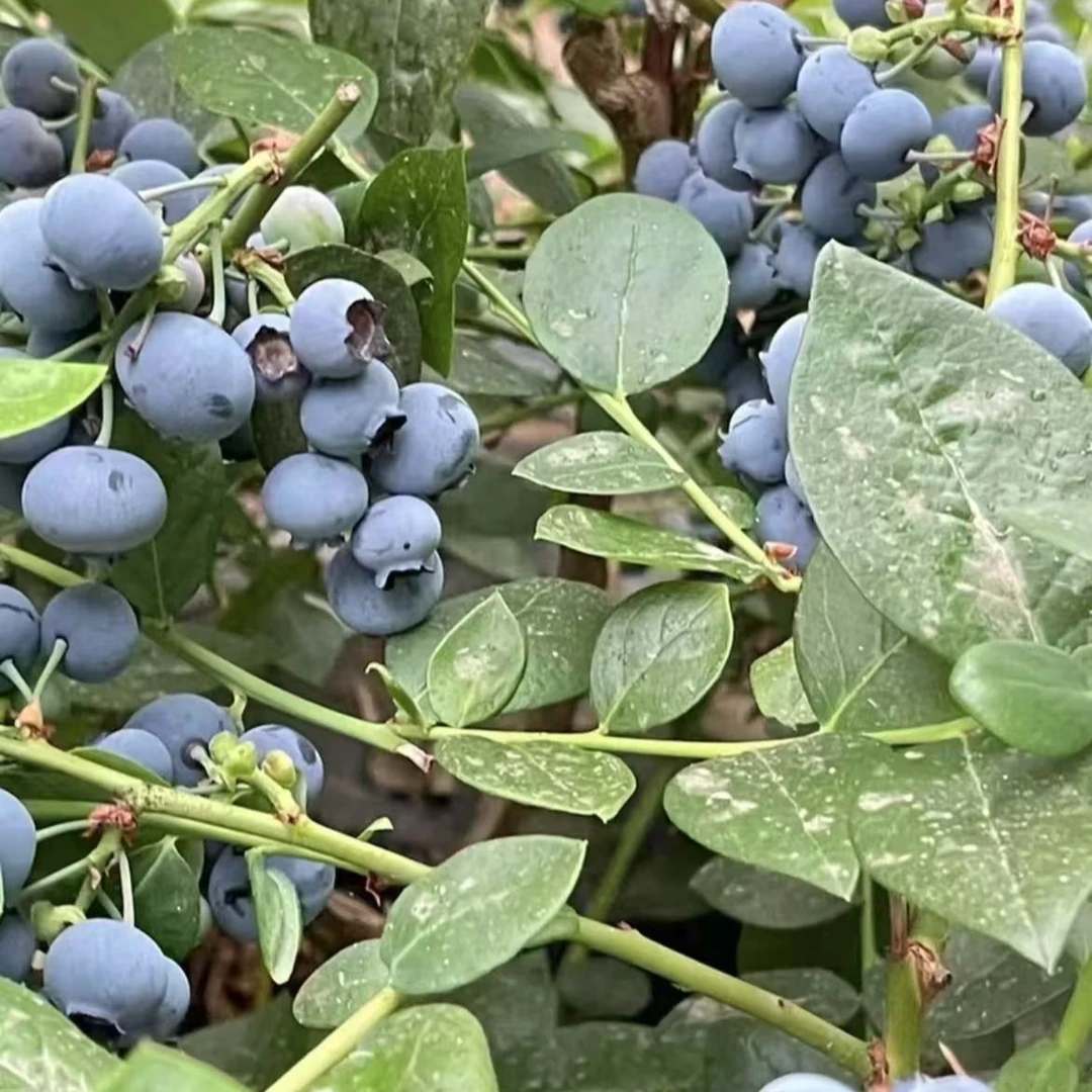 【原盆原土带果】L25西班牙45产量高带花带果蓝莓果树盆栽阳台庭院