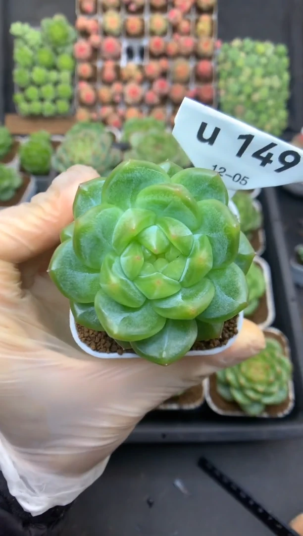 u149 遥遥珍妮 可带盆土 29.9