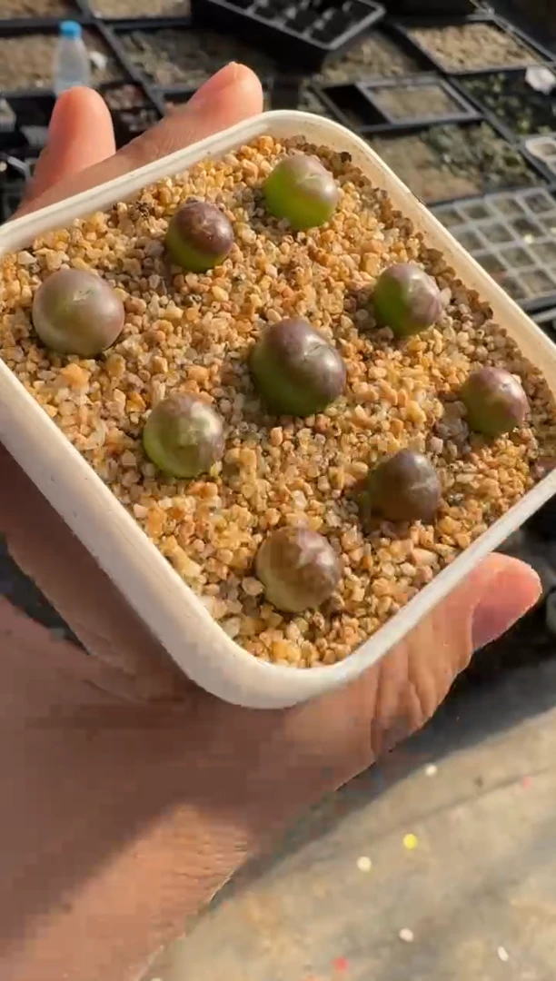 【闪购商品】17-24一颗