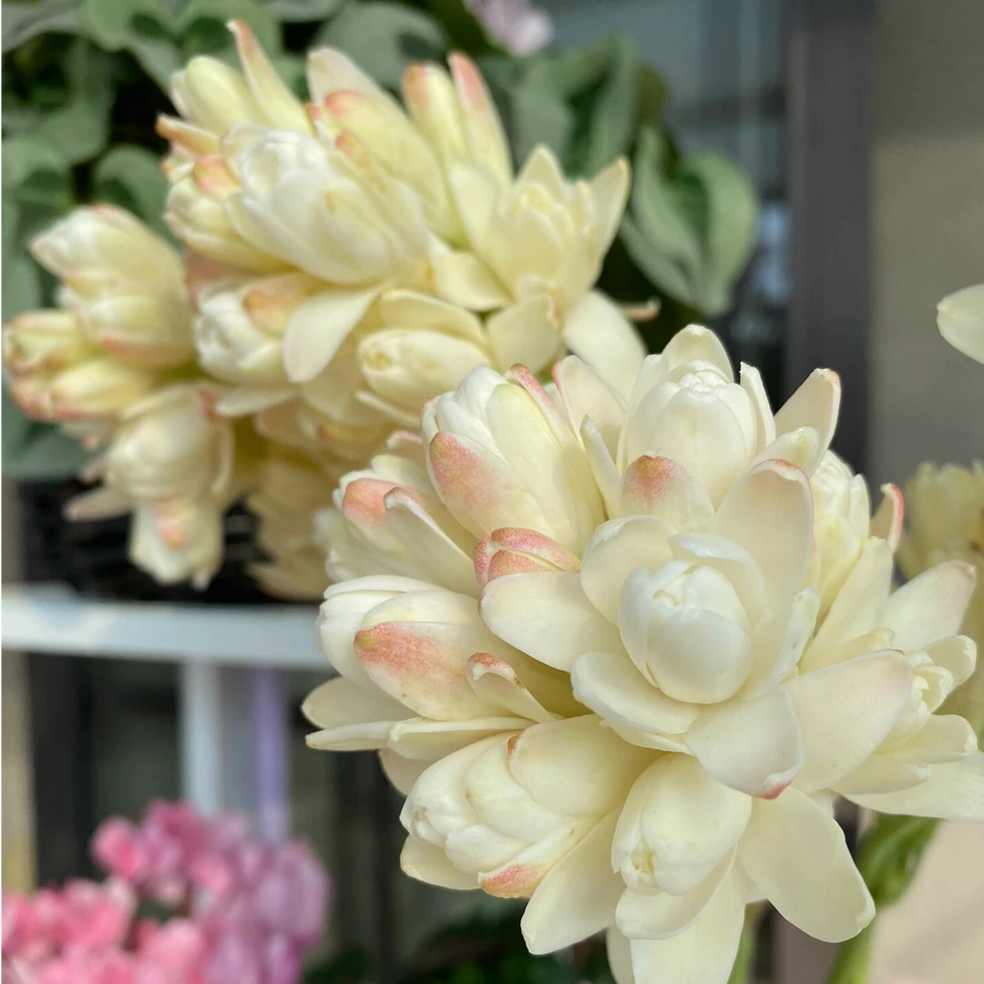 【米色重瓣15-20芽】晚香玉种球大花球根夜来香浓香型多年生种球