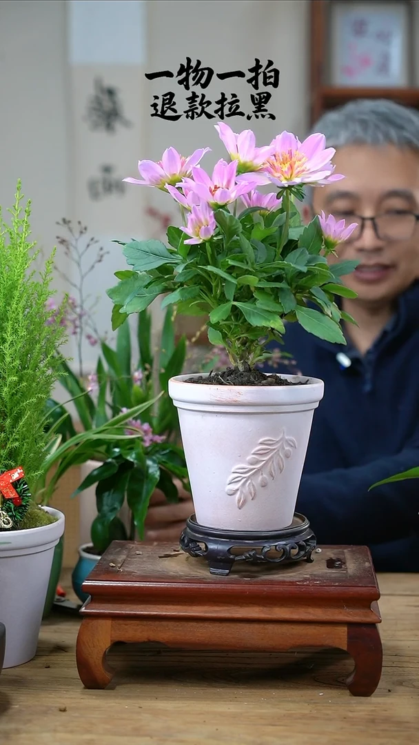 完全开放@**?大丽花414