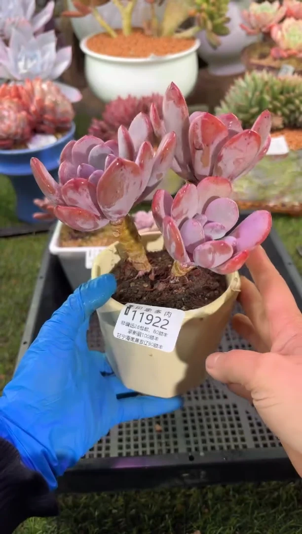 【闪购商品】11922