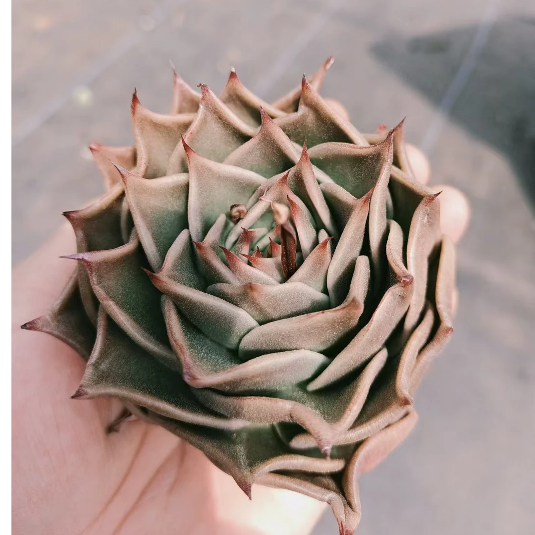 满9.9元包邮 星星多肉 脱土 多肉植物 直播间展示为准