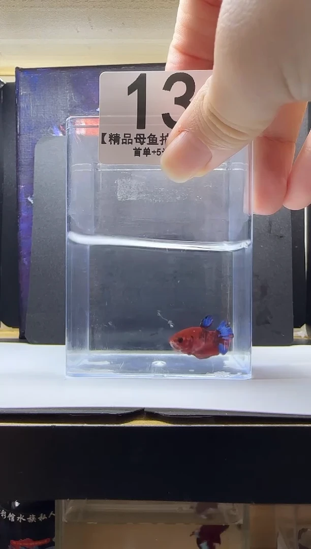 斗鱼母鱼编号：13