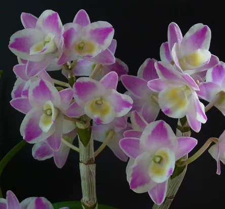 泼墨 中华梦 水晶