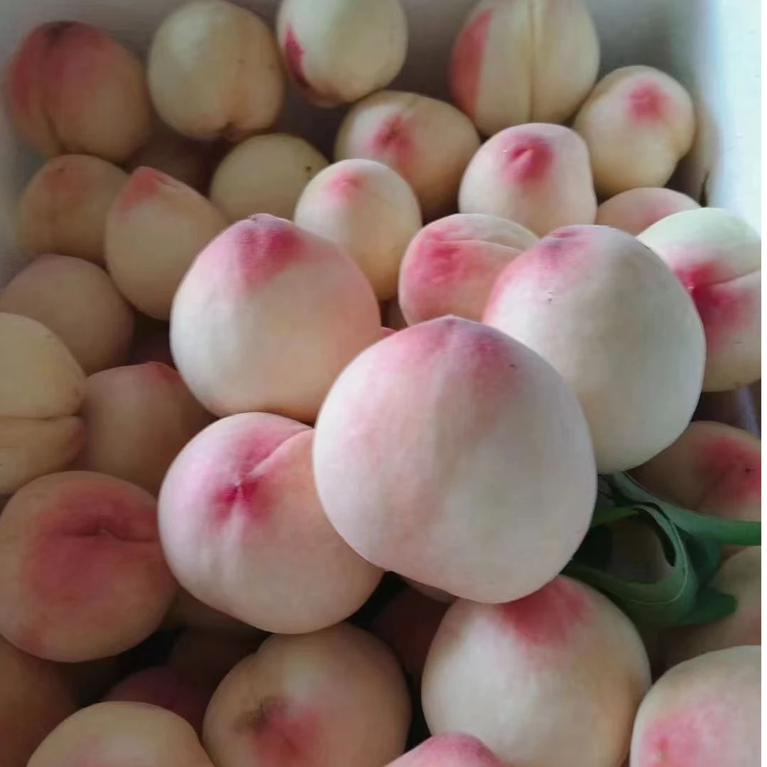 【郴州特产】奶香脆皮桃汝城脆甜奶香味十足脆吃软吃多汁毛桃