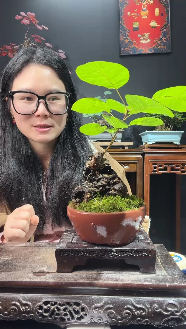 完全开放黄栌000