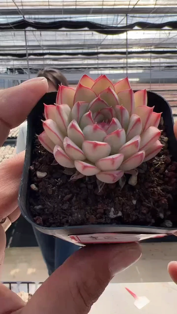 【闪购商品】童画-6