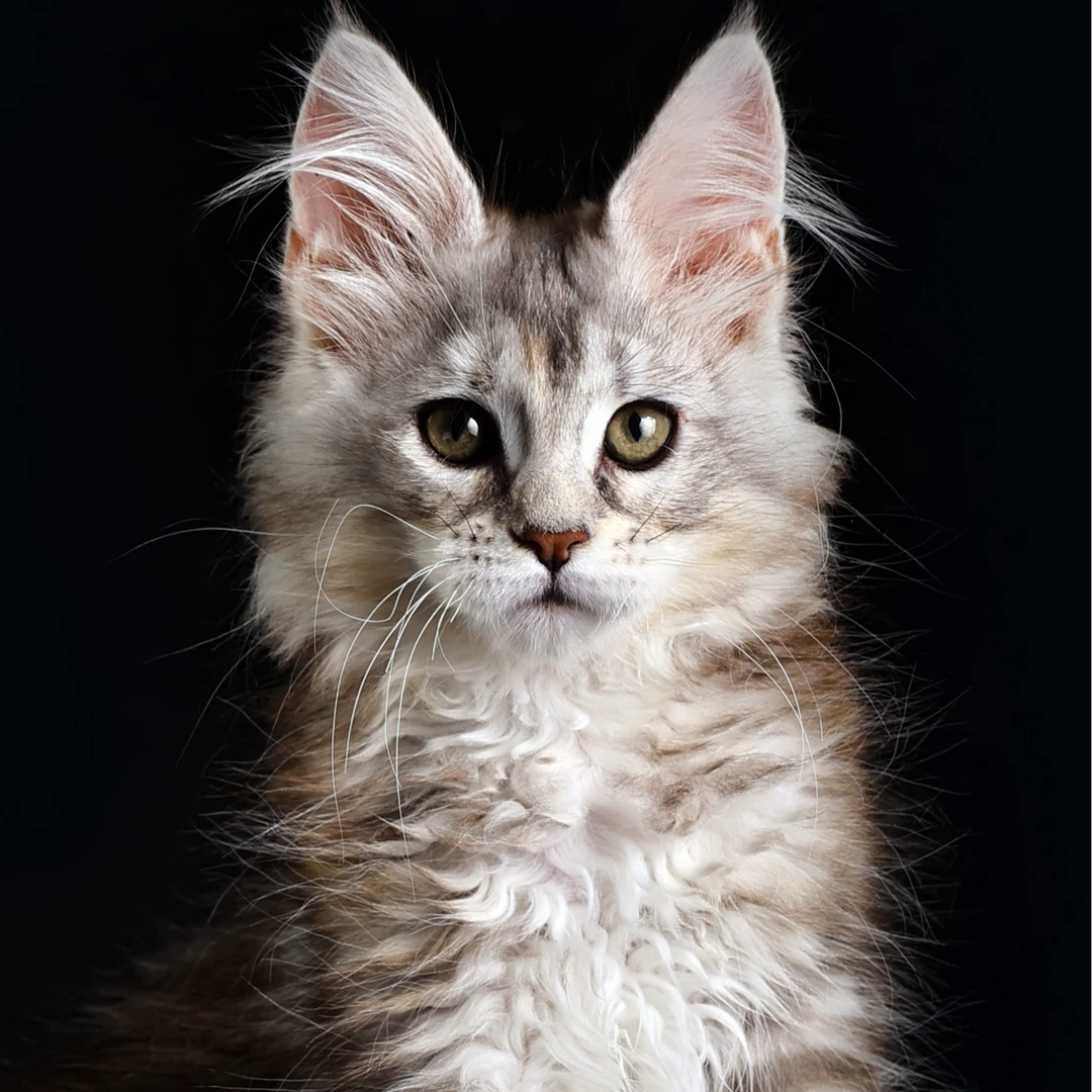 （开心猫舍）缅因猫 宠物活体猫猫