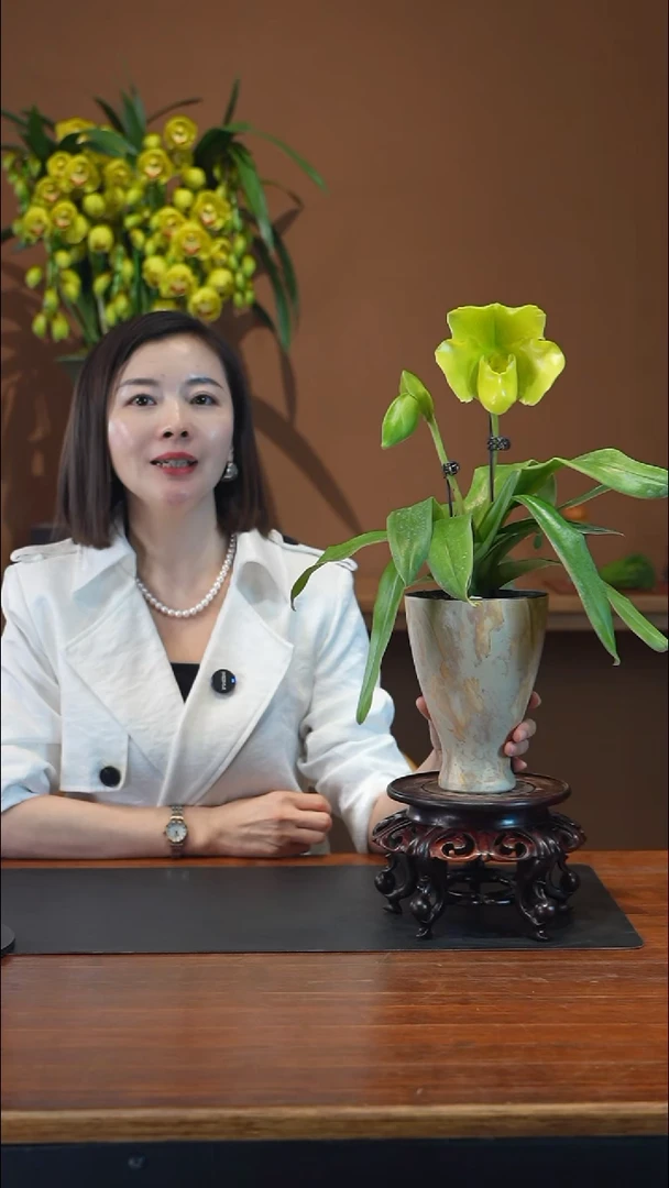 全部花朵绿肉饼盆景盆景盆景