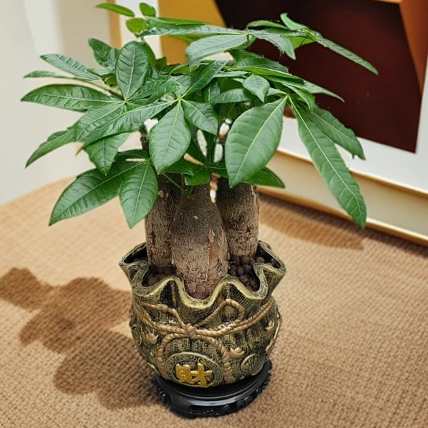 发财树带金福盆带底座好养易货绿植盆景庭院绿植·