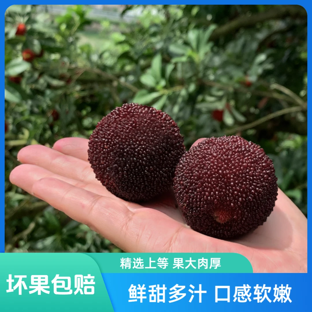 【顺丰发货】正宗仙居东魁杨梅新鲜大果新鲜现摘特甜90颗粒礼盒孕妇