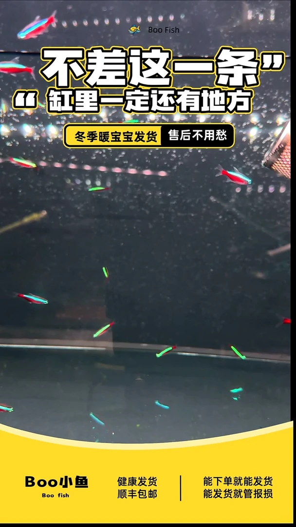 哈****塔10炽焰绿翡翠10黄彩青共20条