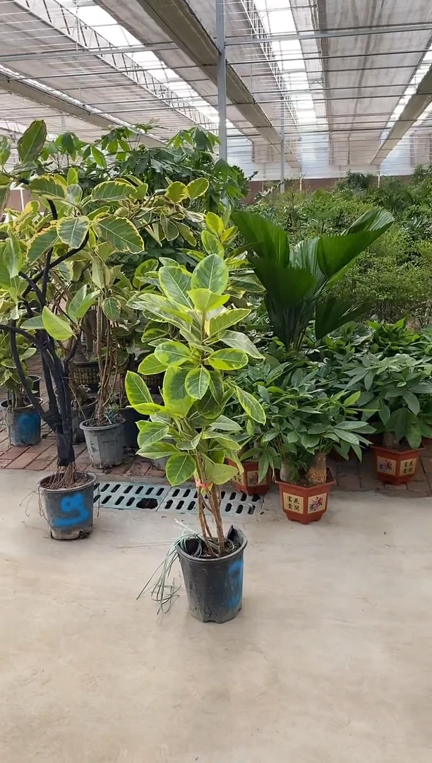 无花朵黄金榕原盆