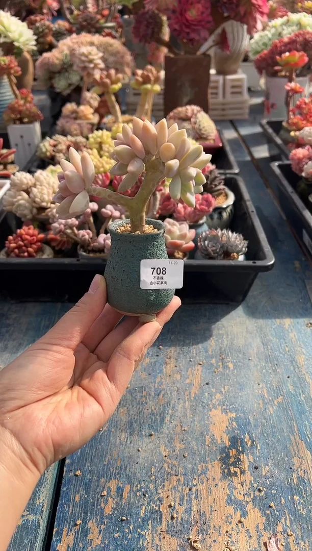 雾?708              带盆