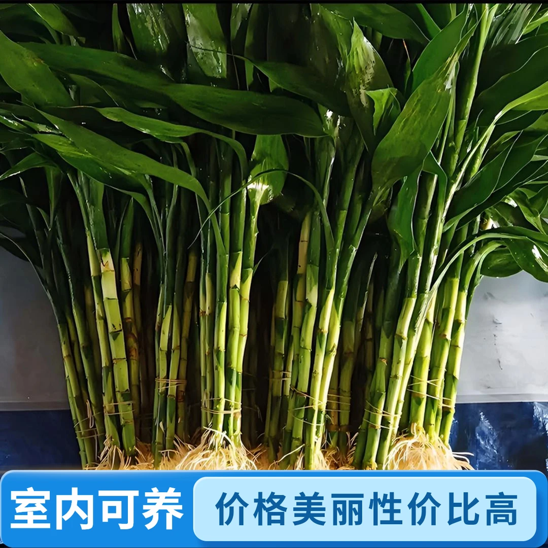 带根富贵竹绿植盆栽水培室内客厅土培绿色植物花卉绿植批发包邮
