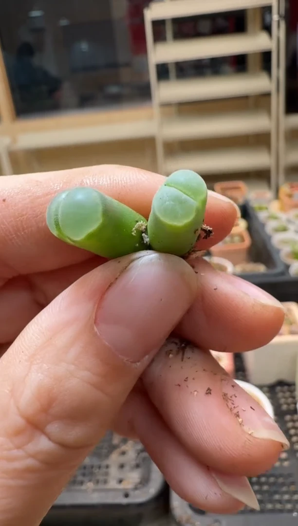 【闪购商品】3-236