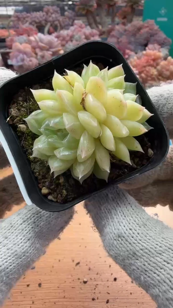 东云多肉园三店-11