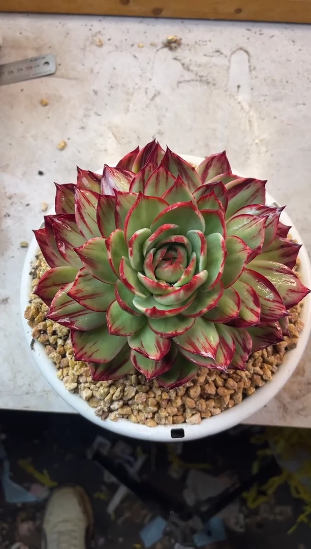 紫*兮35惊鸿仙子 1111111111