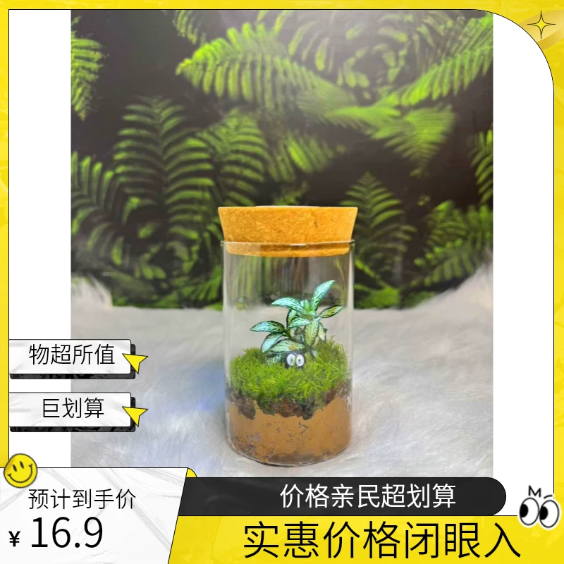 桌面陪伴搭子苔藓网纹草创意微景观伴手礼懒人好养绿植-随机发货