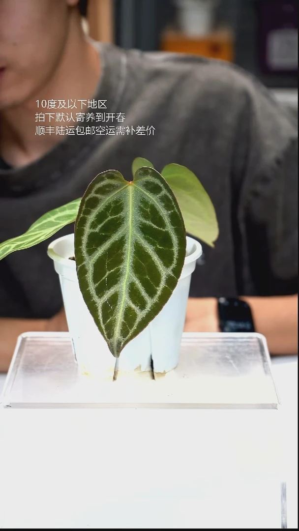 完全开放013-银河02