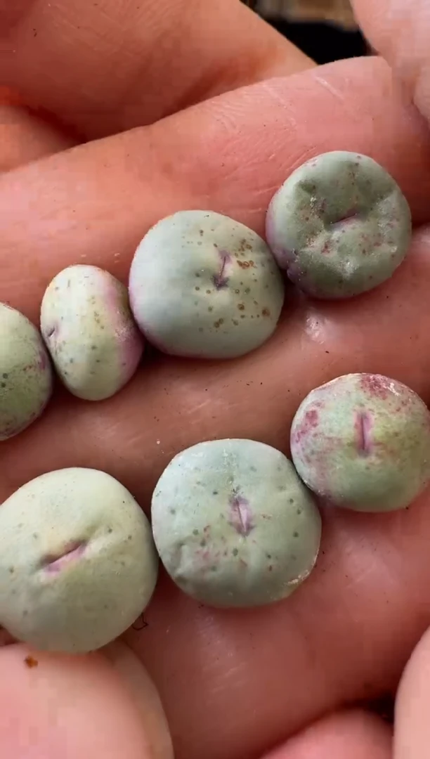 【闪购商品】6-13吕氏嘟嘟嘴一颗